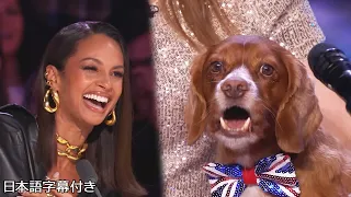 【和訳】アリーシャの曲を歌える犬のマウスは、原曲を越えられる！？ | BGT 2023