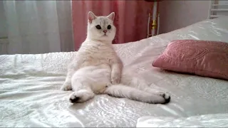 British cat in a funny pose. Британский кот в смешной позе.
