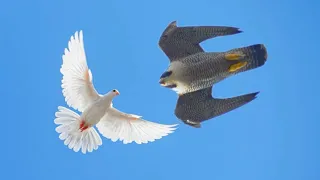 Сокол Сапсан+Голуби+Крым. Falcon Peregrine+Pigeons+Crimea.