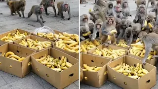 Monkeys Eating Banana Vlogs 🐒🔥/ बंदर केला खाते हुए 🐒🔥🍌💯🙏/ बंदर केला खा रहे हैं