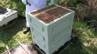Spring inspection with Honey Paw hive