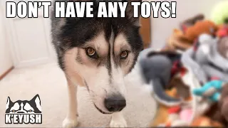 Told My Husky To DONATE His TOYS! He Argues About it!