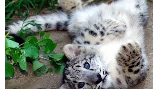 ユキヒョウの赤ちゃん　餌を食べる 旭山動物園Snow leopard