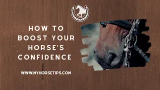 Boosting Your Horse's Confidence: Step-by-step Guide