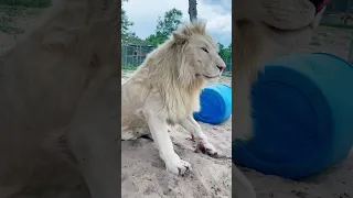 Walking with a HUGE White Lion! TIMBA