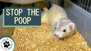 Litter Training Your Ferret Part 4 #shorts