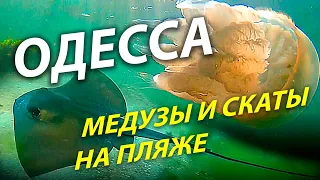 ОДЕССА  ОГРОМНЫЕ МЕДУЗЫ  СКАТ ХВОСТОКОЛ  РЫБА ИГЛА