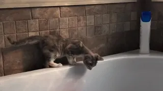 Kitten falls into bath