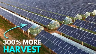 How Agri-Voltaics are Changing Agriculture | The Power of Solar Panels