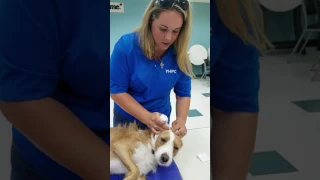 Learn how to wrap a Dog's bleeding ear from Arden Moore's Pet First Aid 4U class.