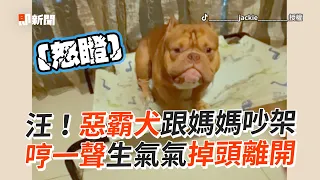 惡霸犬跟媽吵架「哼」一聲生氣氣掉頭離開｜寵物動物｜狗｜搞笑｜鬥嘴｜精選影片