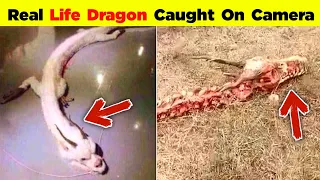 Top 5 Mysterious Creatures Caught On Camera || 5 Most Mysterious Creatures || Unexplained Creatures