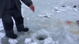 Ловля форели со льда на малька. РК Фишка Липки.