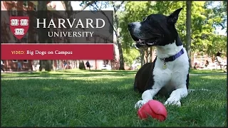 Harvard report: Dogs reduce stress