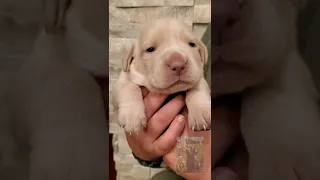 Puppy Grows From Newborn to 2 Weeks Old & Opens Eyes!