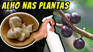 Coloque ALHO nas suas plantas e ACABE com PRAGAS E DOENÇAS ( JABUTICABEIRA, ORQUÍDEAS, HORTALIÇAS )