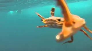 Messing with a crab swimming