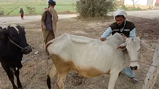 Cow meeting | male female animals | animals meeting | animals home