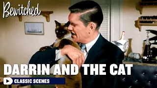 Why Is Darrin Apologizing To A Cat? | Bewitched
