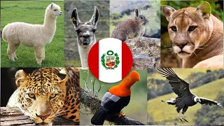 20 animales nativos más comunes del Perú | Primera parte