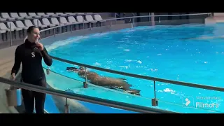 delphins show