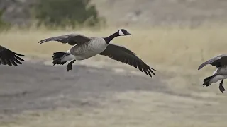 More Canada Geese in Slow Mo