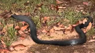 Top 10 Deadliest Snakes In Australia