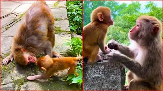 Not all macaques treat their babies badly. These macaques love her baby monkeys