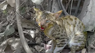 Rescue of a Stray Cat With a Serious Eye Infection | Cleaning of the Infected Eyes