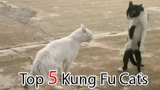 Best Funny kung Fu  Angry feline fighter shows off moves