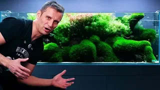 AQUARIUM MAINTENANCE - DID WE DESTROY OUR 650L TANK?