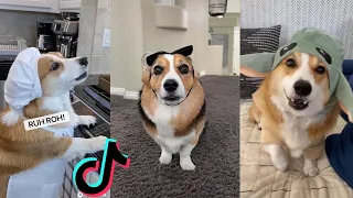 New Best Hammy and Olivia Tik Toks 2022 - New Funny Tik Tok Memes - TikTok Famous