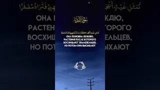 Красивое Чтение Корана #quran #shorts