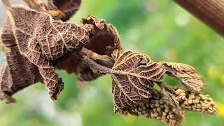 Весенние/майские заморозки 2024. Как спасти виноград? Spring/May frosts 2024. How to save grapes?