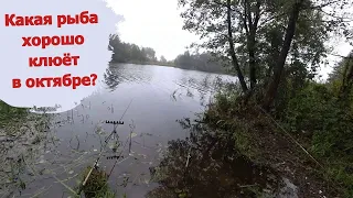 Рыбалка на фидер Октябрь 2022  Что любит рыба осенью  Активатор клева по холодной воде.