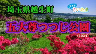 【五大尊つつじ公園（2024年）】の山裾に約10種類10,000株の躑躅（つつじ）が咲き誇った。駐車場・トイレ情報もある。