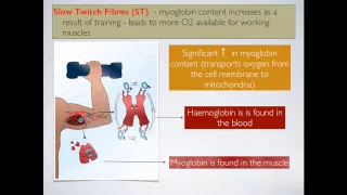 Physiological Adaptations Part 2