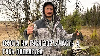 Охота на гуся в Республике Коми 2021/Гусь полетел/Без добычи мы не уехали