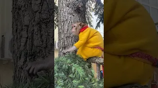 Там ей и место #обезьянка #monkey #макака #animals