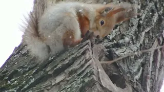 Бедный Ушастик, его дупло кто то занял / Poor Ushastik, someone took his hollow