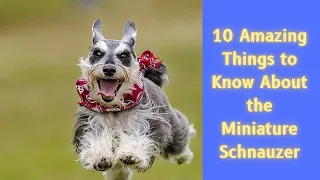 10 Amazing Things to Know About the Miniature Schnauzer