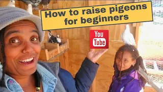 How to raise pigeons for beginners ~ Step by Step Farming