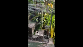 Parrot singing Sia