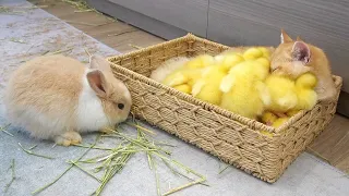 Ducklings jump into the basket to sleep with kitten Loki while bunnies run around