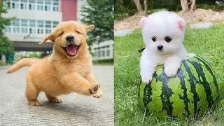 Tik Tok Chó Phốc Sóc Mini 😍 Funny and Cute Pomeranian #223