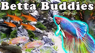 The Best Buddies for Your Betta! What Fish Can Go WIth Your Betta?