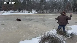 Paragould cowboy rescues calf from neighbor’s frozen pond