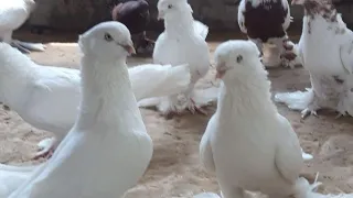 Андижанский Високо Летные Голуби