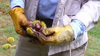 What to Know About Harvesting Chestnuts