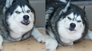 Husky Keeps Pulling Faces At Me But Denies It!